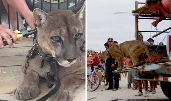 Release of Mufasa the mountain lion